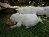 WEB_pEPPERMINT_DSC06058